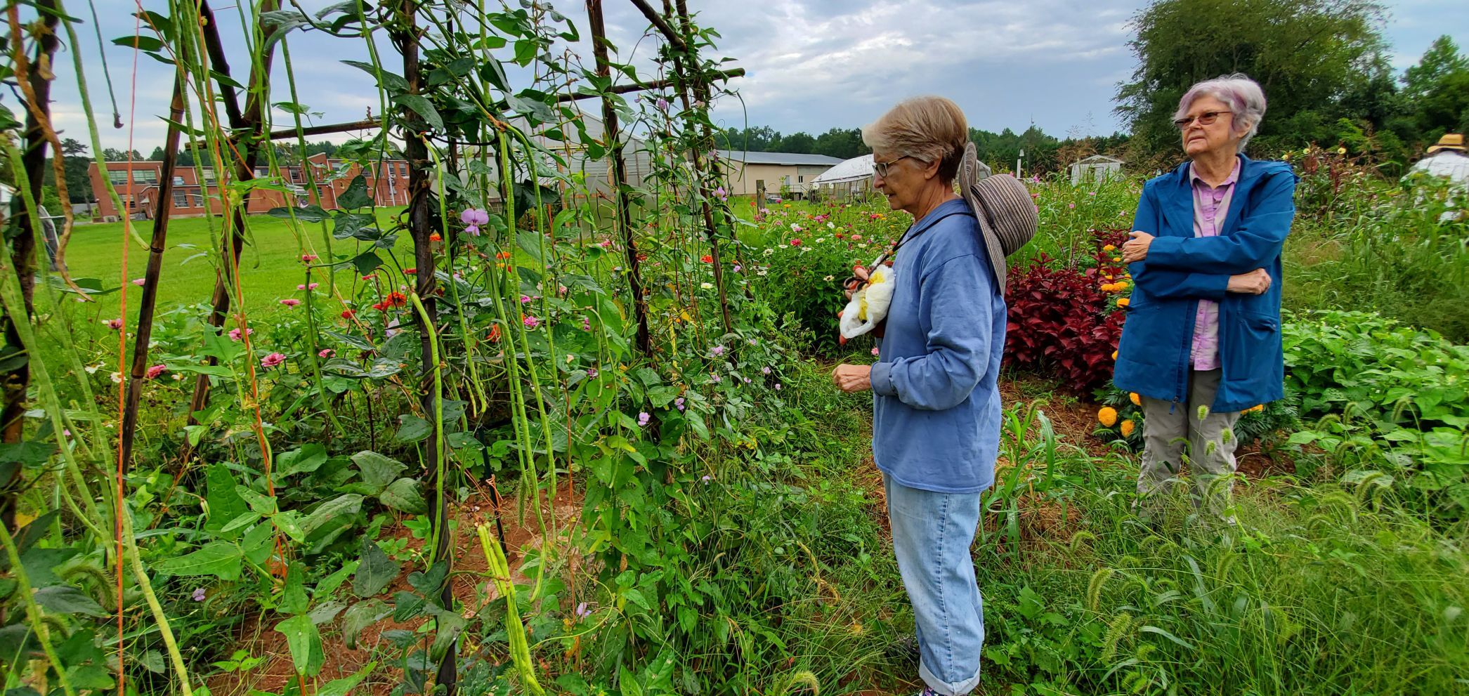 Gardeners long beans